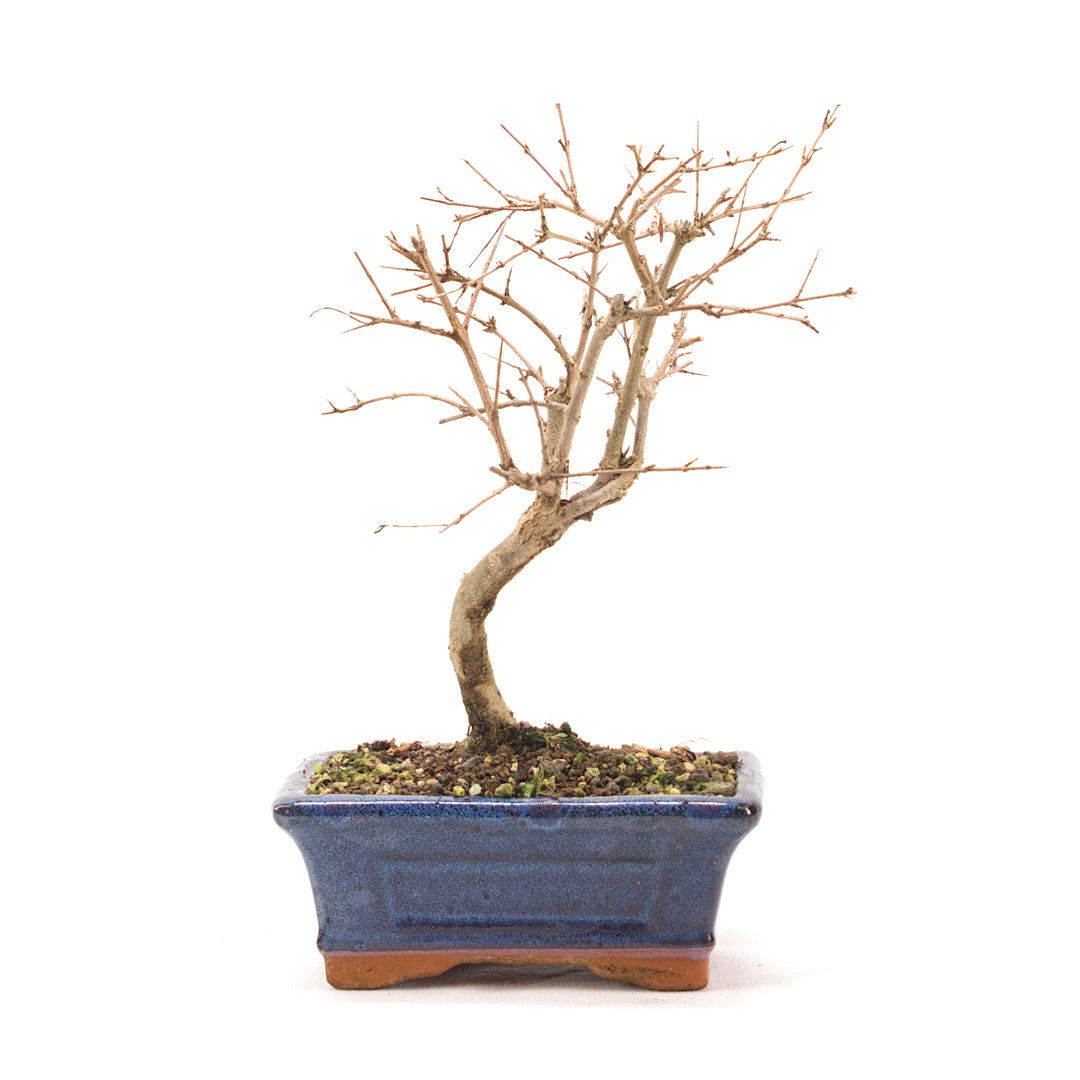 Granatapfel 'Punica granatum'