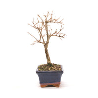 Granatapfel 'Punica granatum'