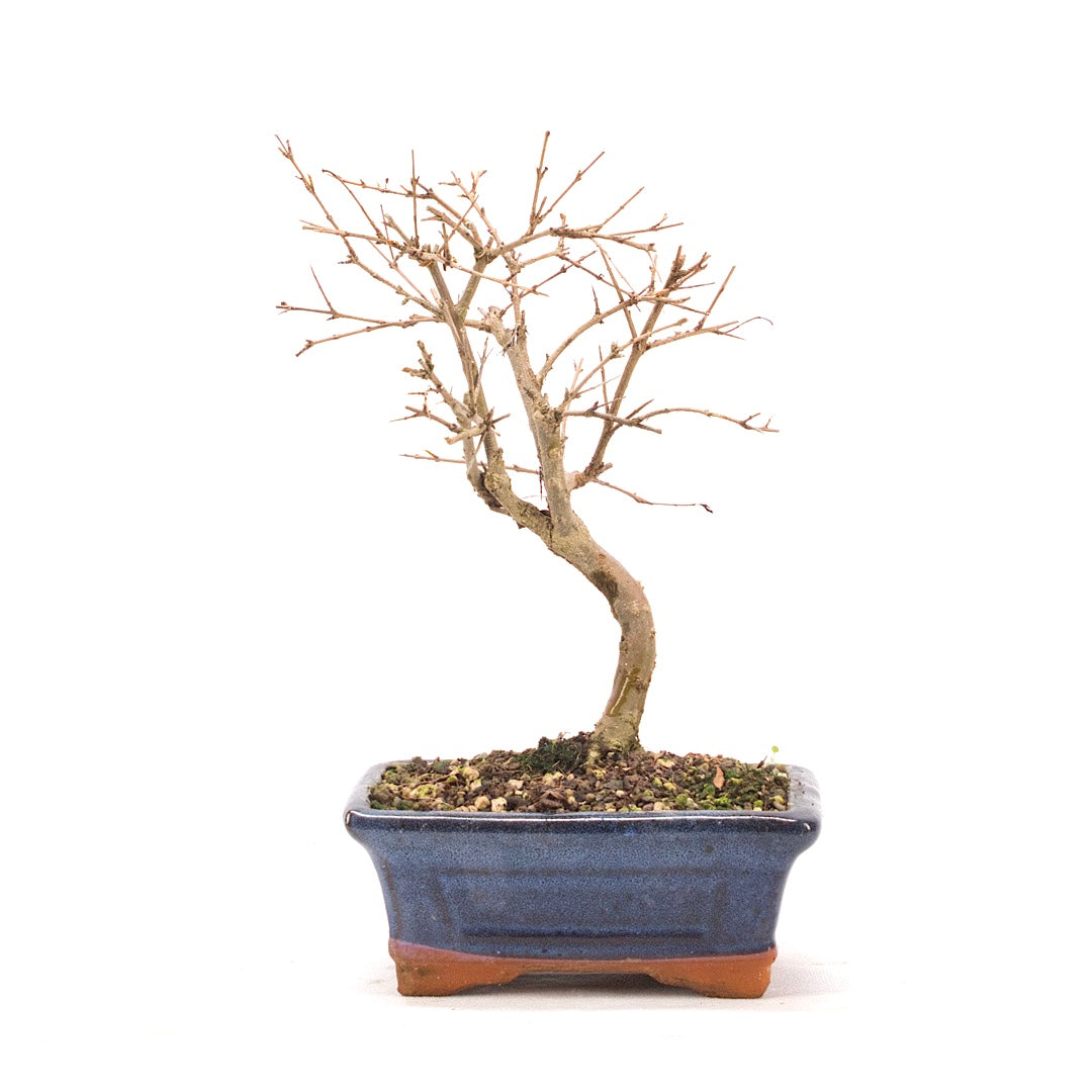 Granatapfel 'Punica granatum'