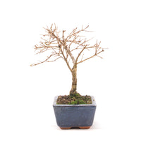 Granatapfel 'Punica granatum'