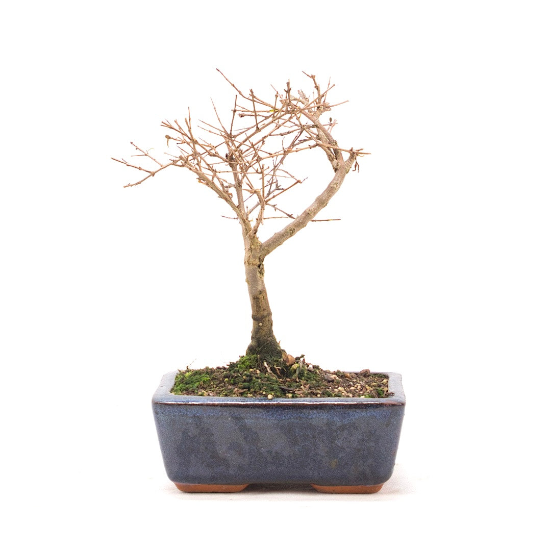 Granatapfel 'Punica granatum'