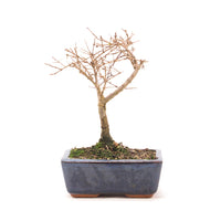 Granatapfel 'Punica granatum'