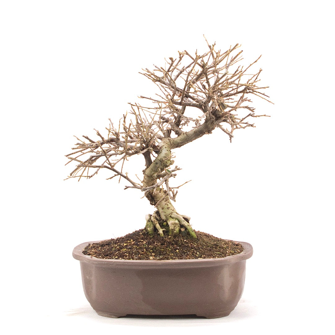 Fächer- Zwergmispel 'Cotoneaster horizontalis'