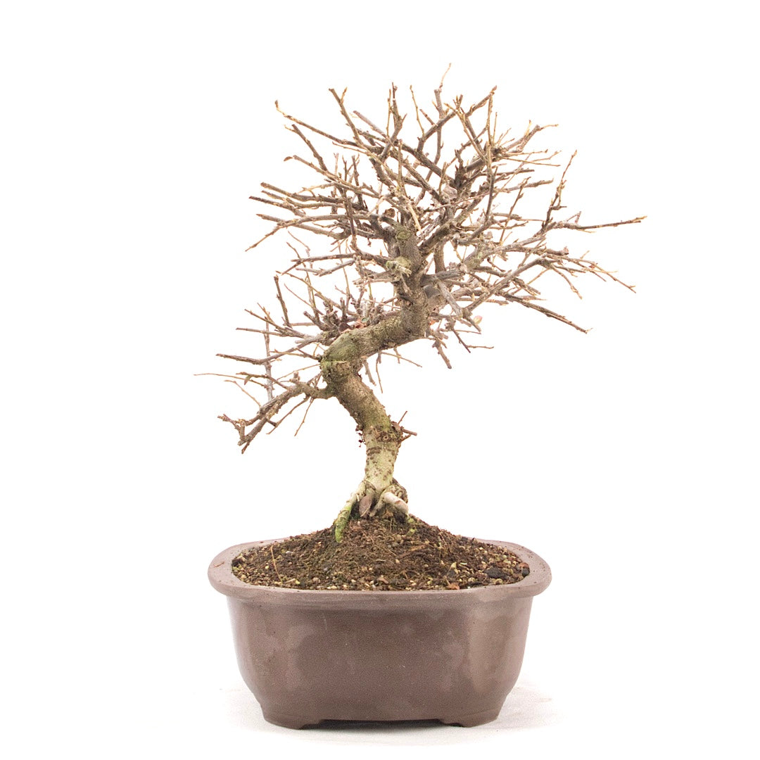 Fächer- Zwergmispel 'Cotoneaster horizontalis'