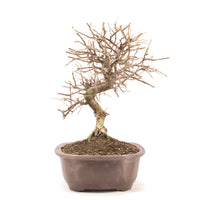 Fächer- Zwergmispel 'Cotoneaster horizontalis'