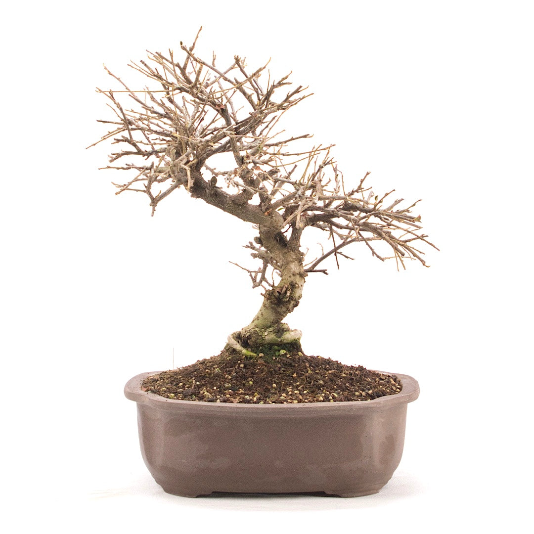 Fächer- Zwergmispel 'Cotoneaster horizontalis'