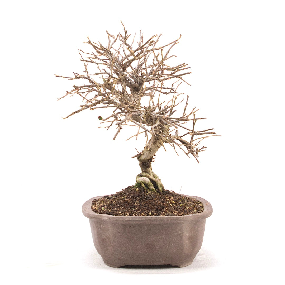 Fächer- Zwergmispel 'Cotoneaster horizontalis'