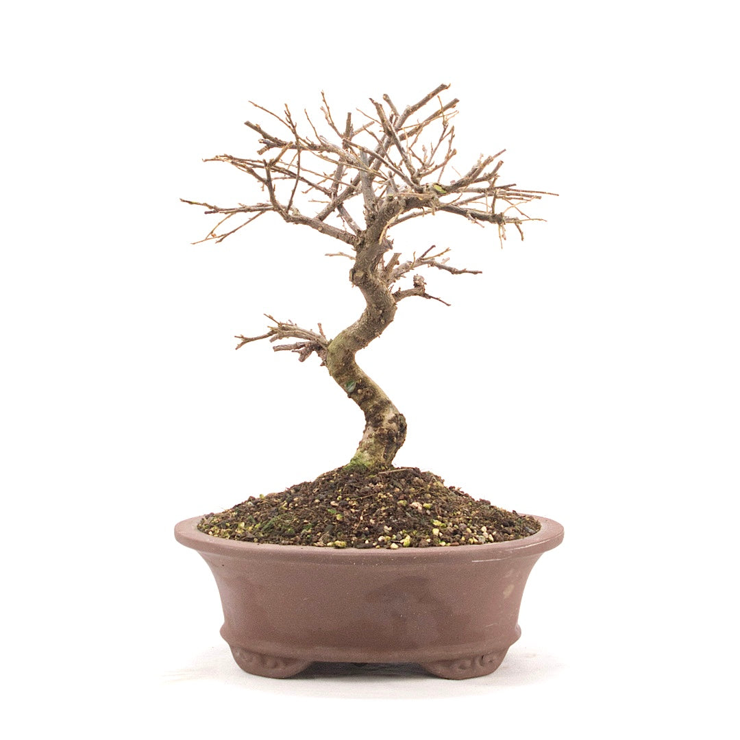 Fächer- Zwergmispel 'Cotoneaster horizontalis'