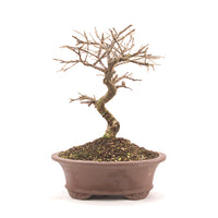 Fächer- Zwergmispel 'Cotoneaster horizontalis'