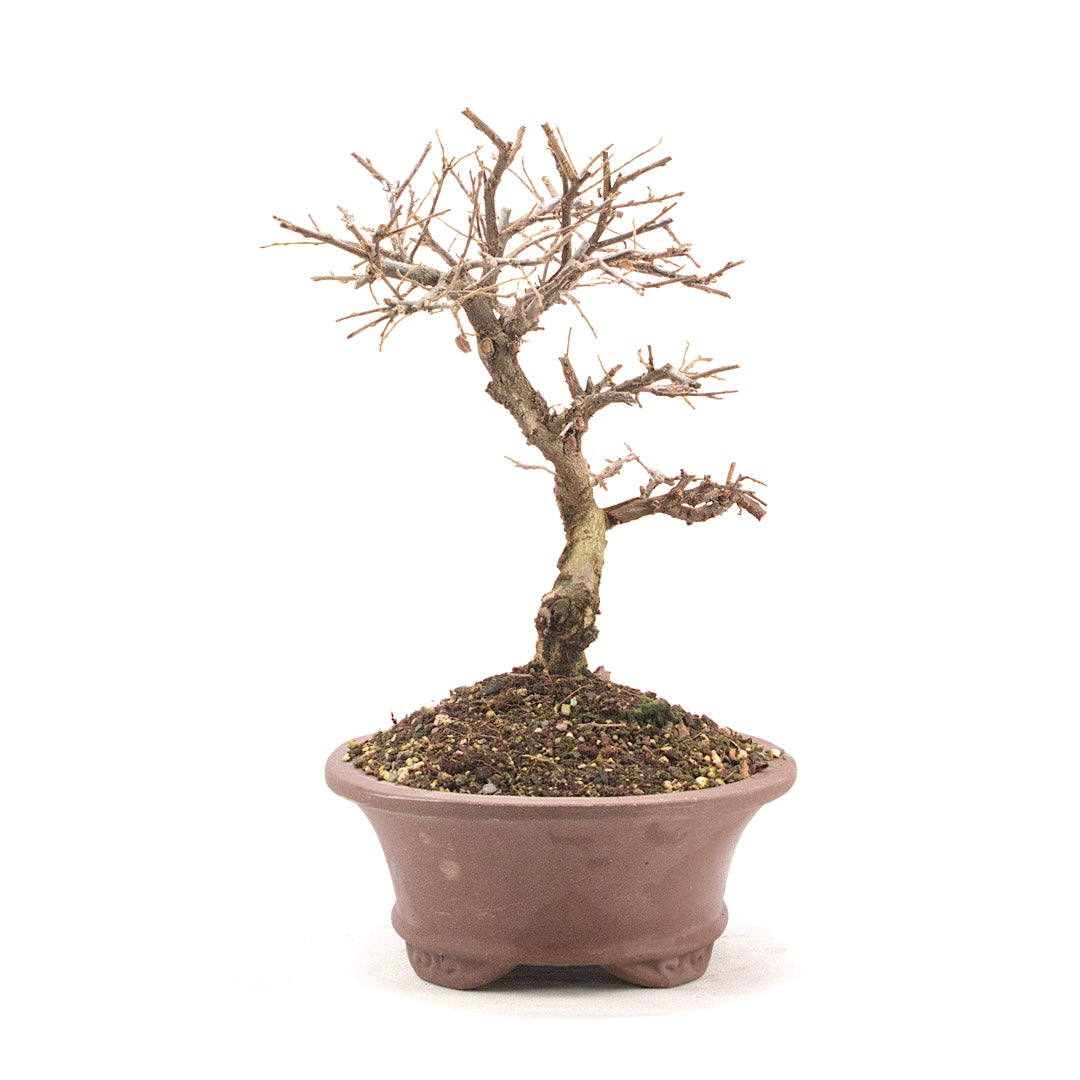 Fächer- Zwergmispel 'Cotoneaster horizontalis'