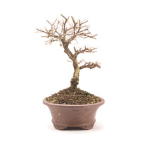 Fächer- Zwergmispel 'Cotoneaster horizontalis'