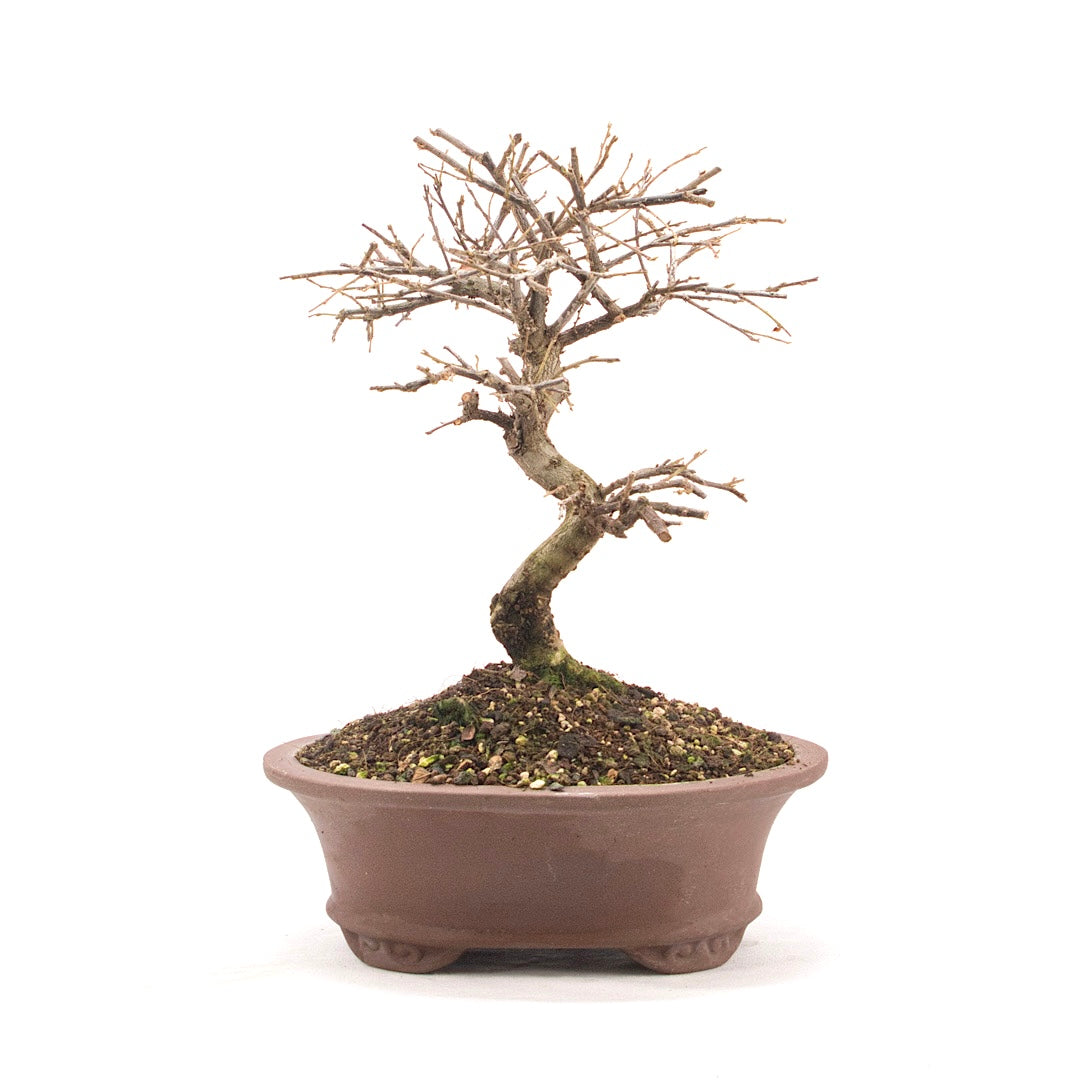 Fächer- Zwergmispel 'Cotoneaster horizontalis'