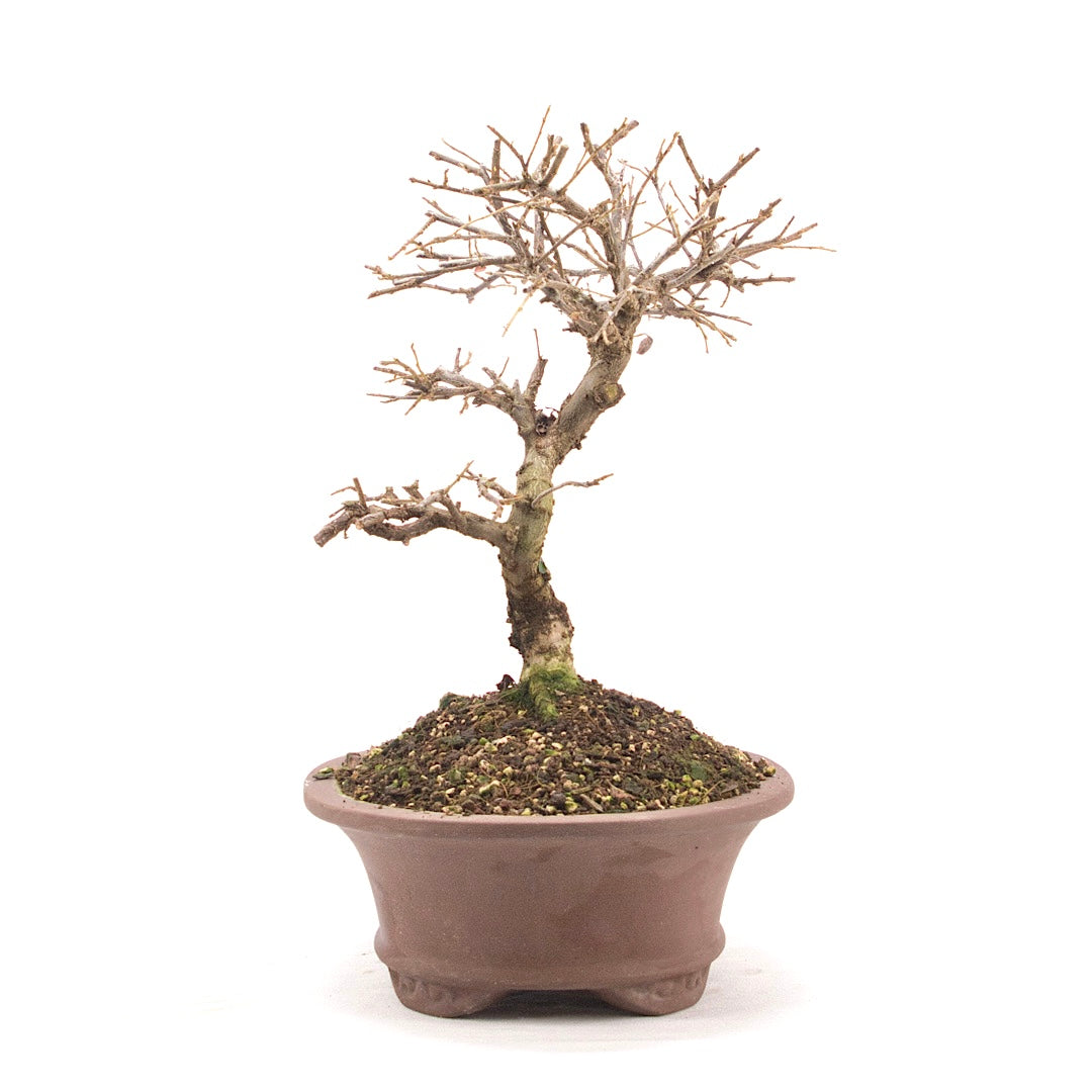 Fächer- Zwergmispel 'Cotoneaster horizontalis'