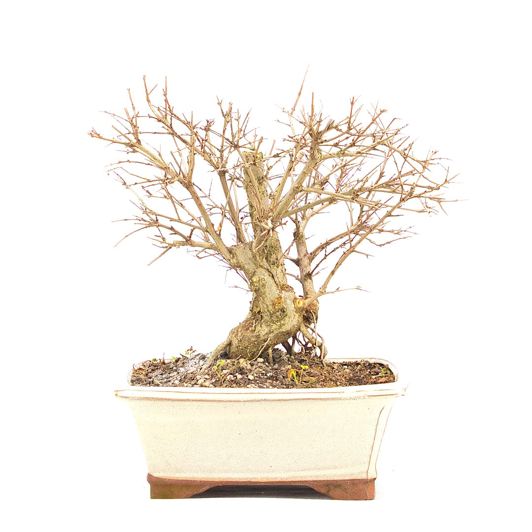 Granatapfel 'Punica granatum'