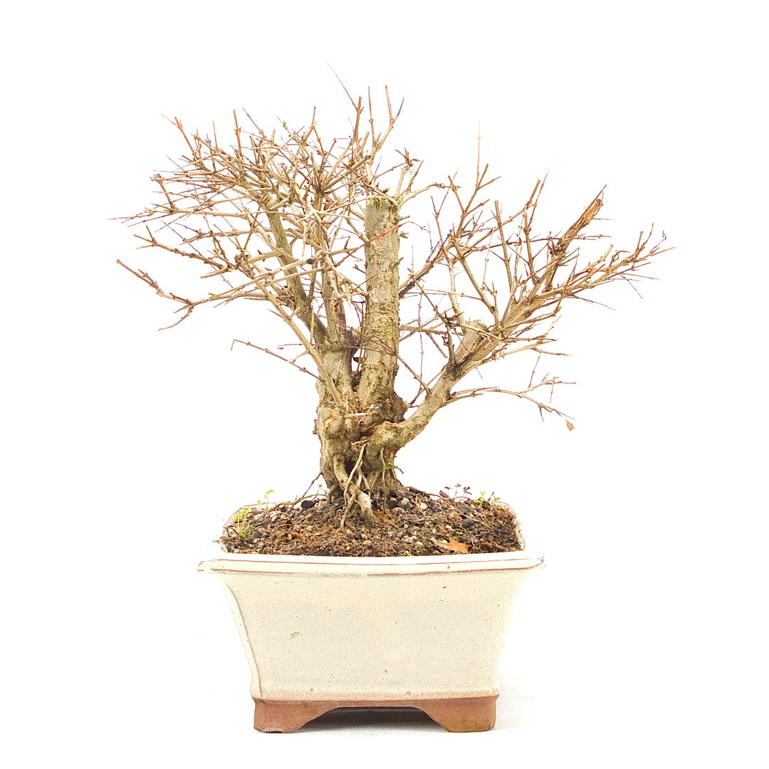 Granatapfel 'Punica granatum'