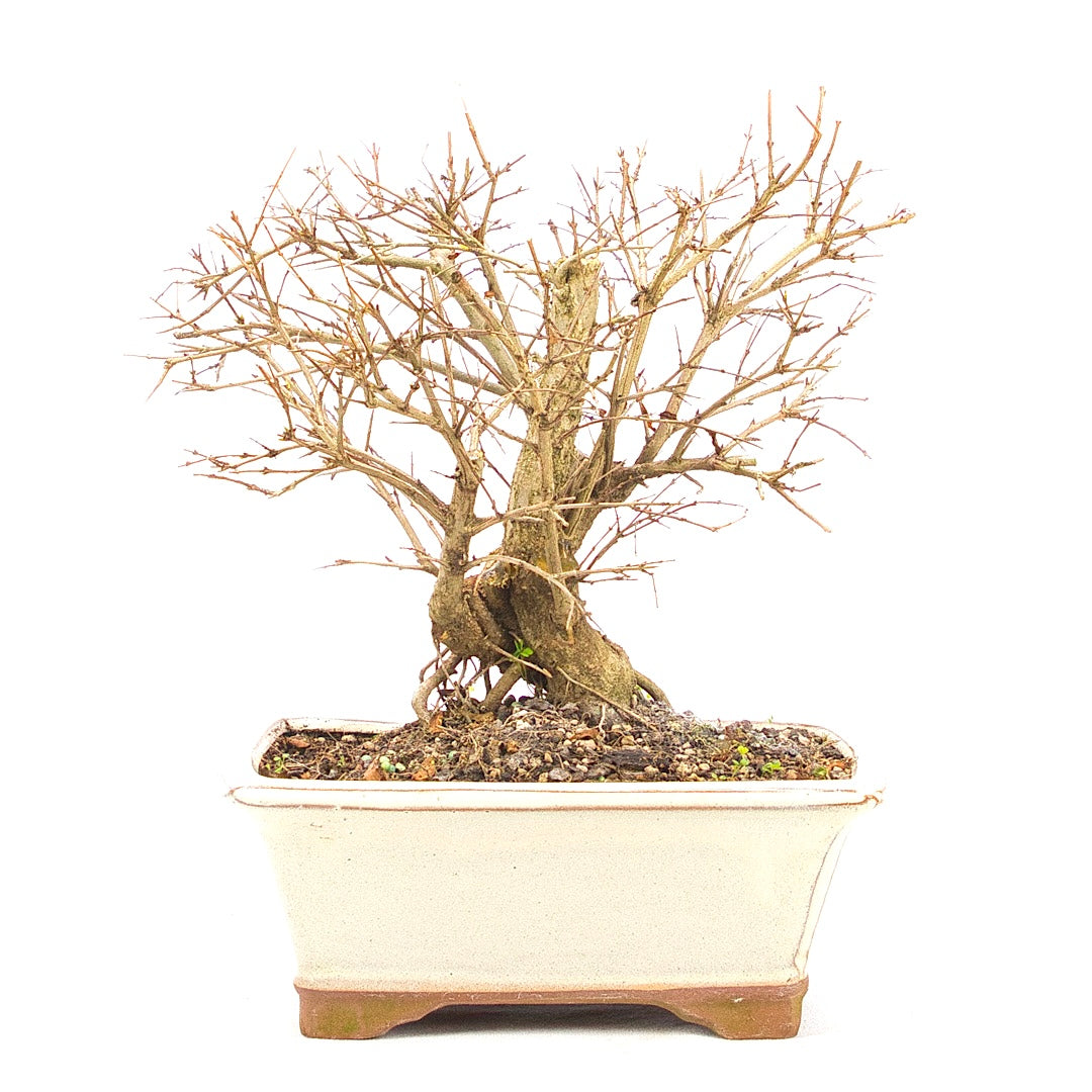 Granatapfel 'Punica granatum'