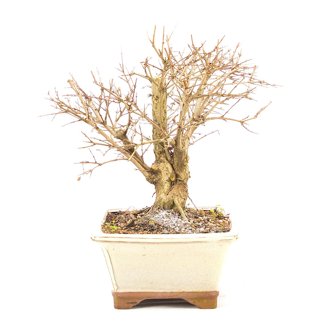 Granatapfel 'Punica granatum'