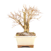 Granatapfel 'Punica granatum'