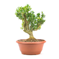 Buchsbaum 'Buxus sempervirens'
