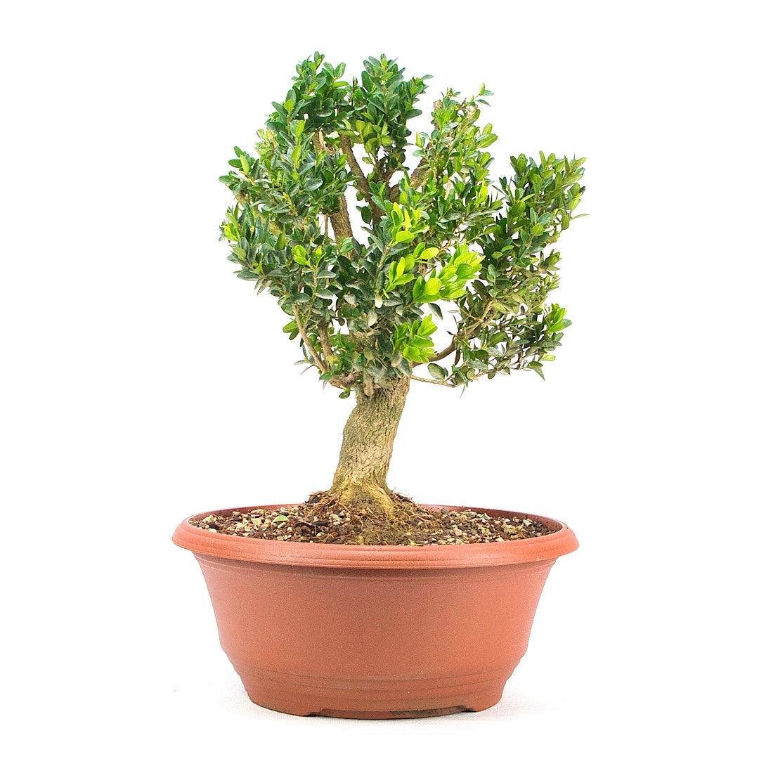 Buchsbaum 'Buxus sempervirens'