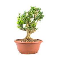 Buchsbaum 'Buxus sempervirens'