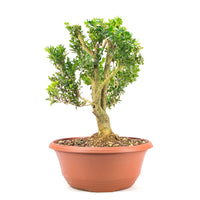 Buchsbaum 'Buxus sempervirens'