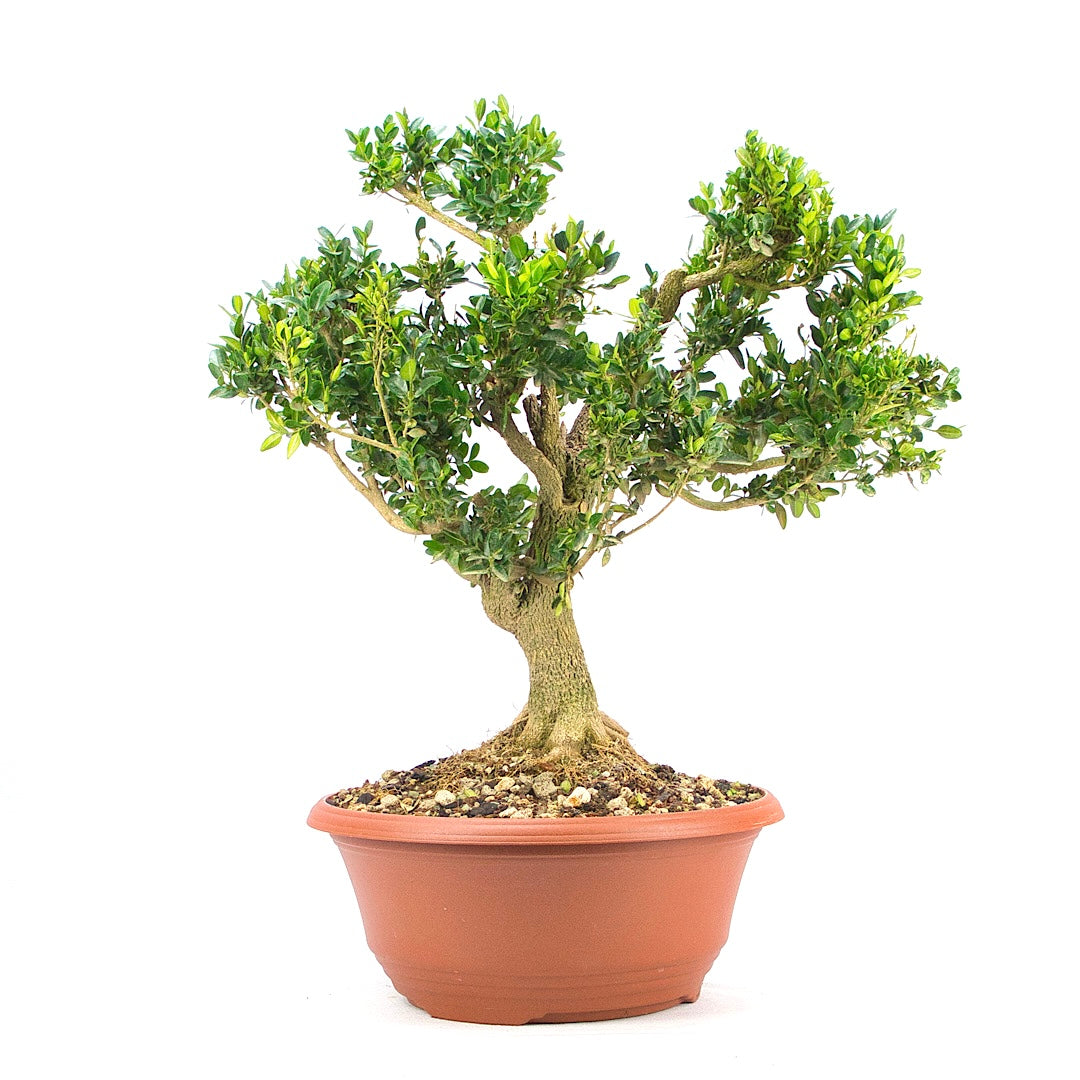 Buchsbaum 'Buxus sempervirens'