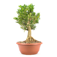 Buchsbaum 'Buxus sempervirens'