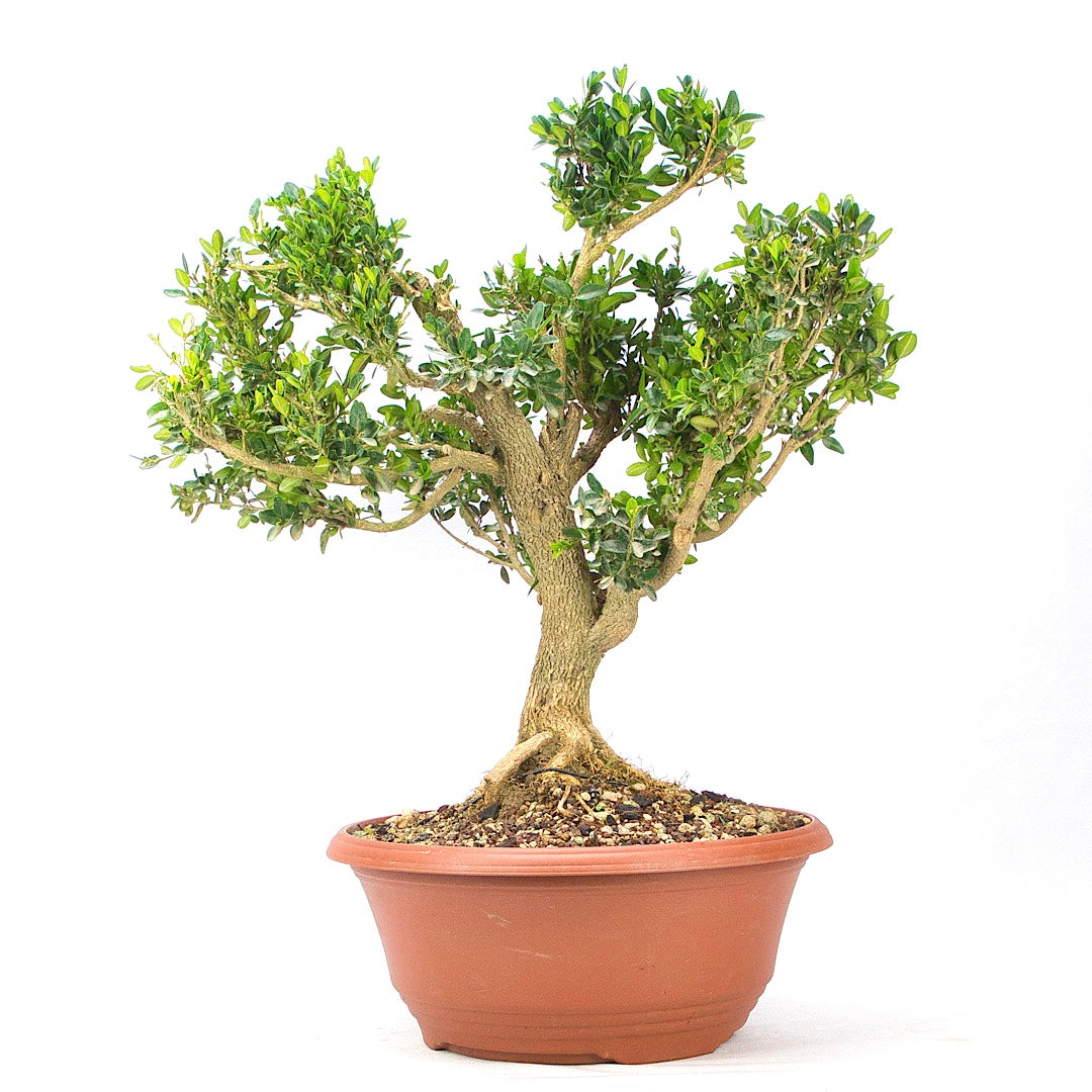Buchsbaum 'Buxus sempervirens'