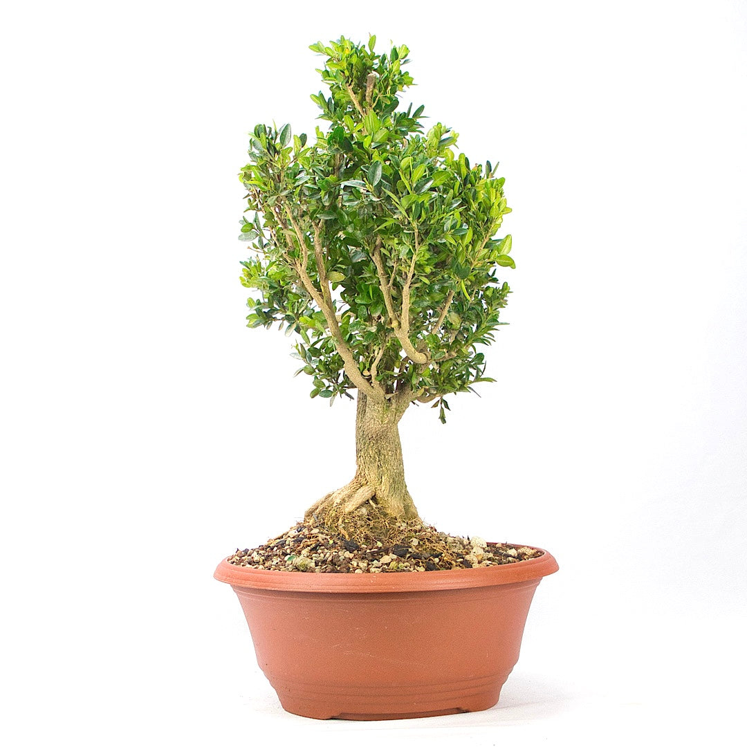 Buchsbaum 'Buxus sempervirens'