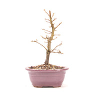 Hainbuche 'Carpinus betulus`