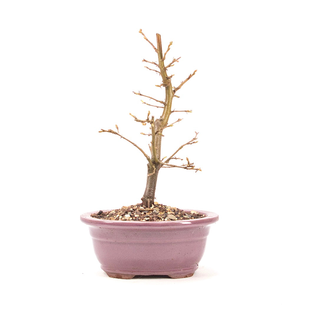 Hainbuche 'Carpinus betulus`