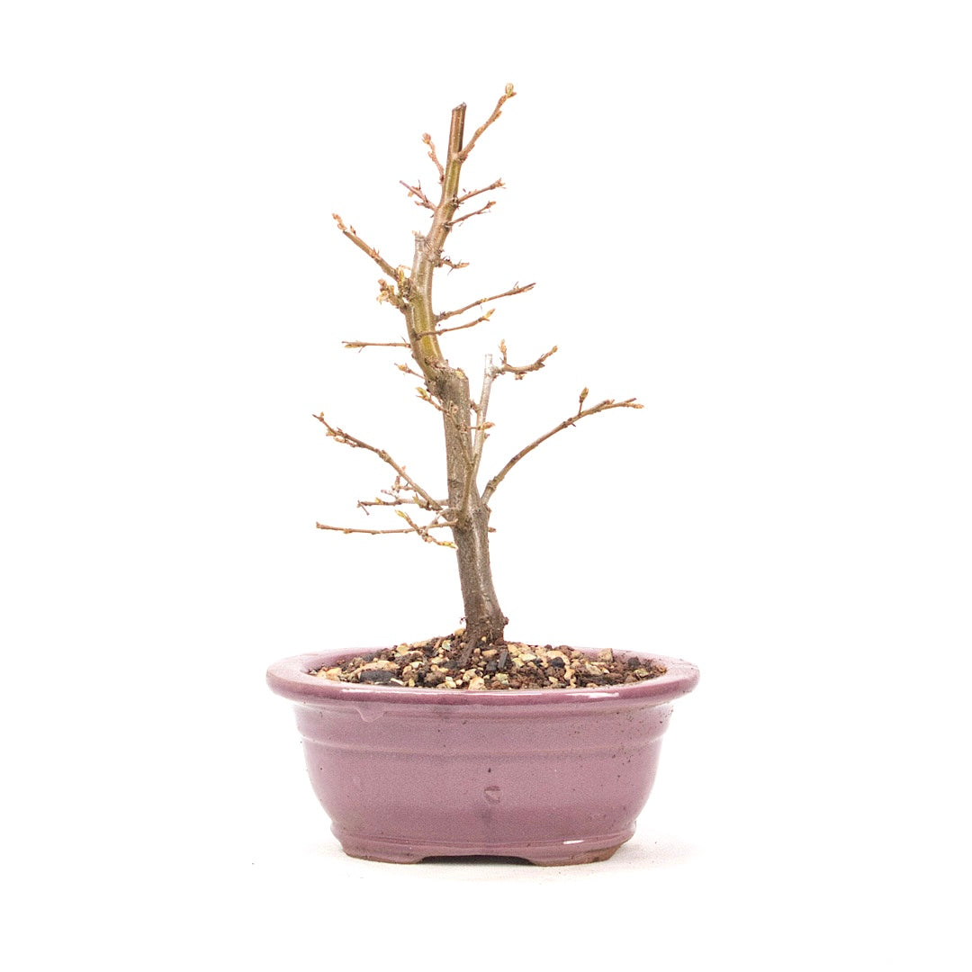 Hainbuche 'Carpinus betulus`