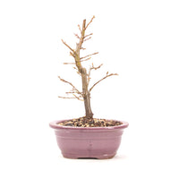 Hainbuche 'Carpinus betulus`