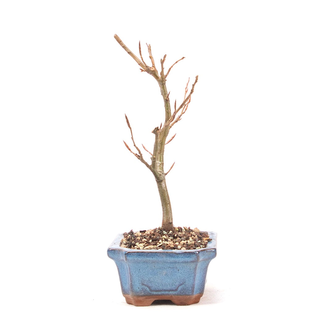 Rotbuche 'Fagus sylvatica'