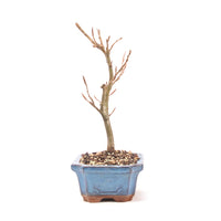 Rotbuche 'Fagus sylvatica'