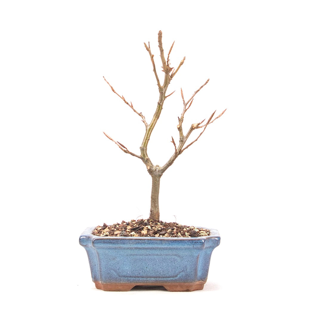 Rotbuche 'Fagus sylvatica'