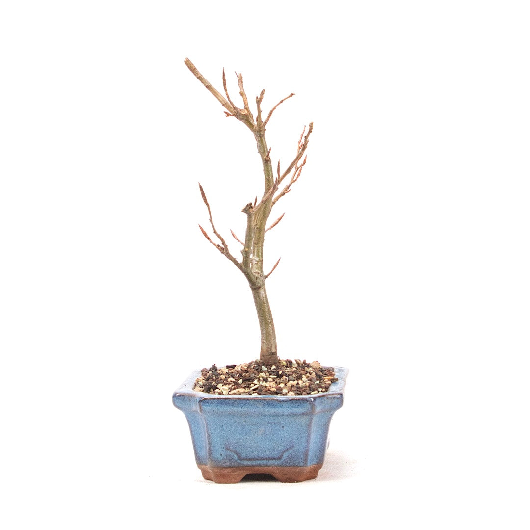 Rotbuche 'Fagus sylvatica'