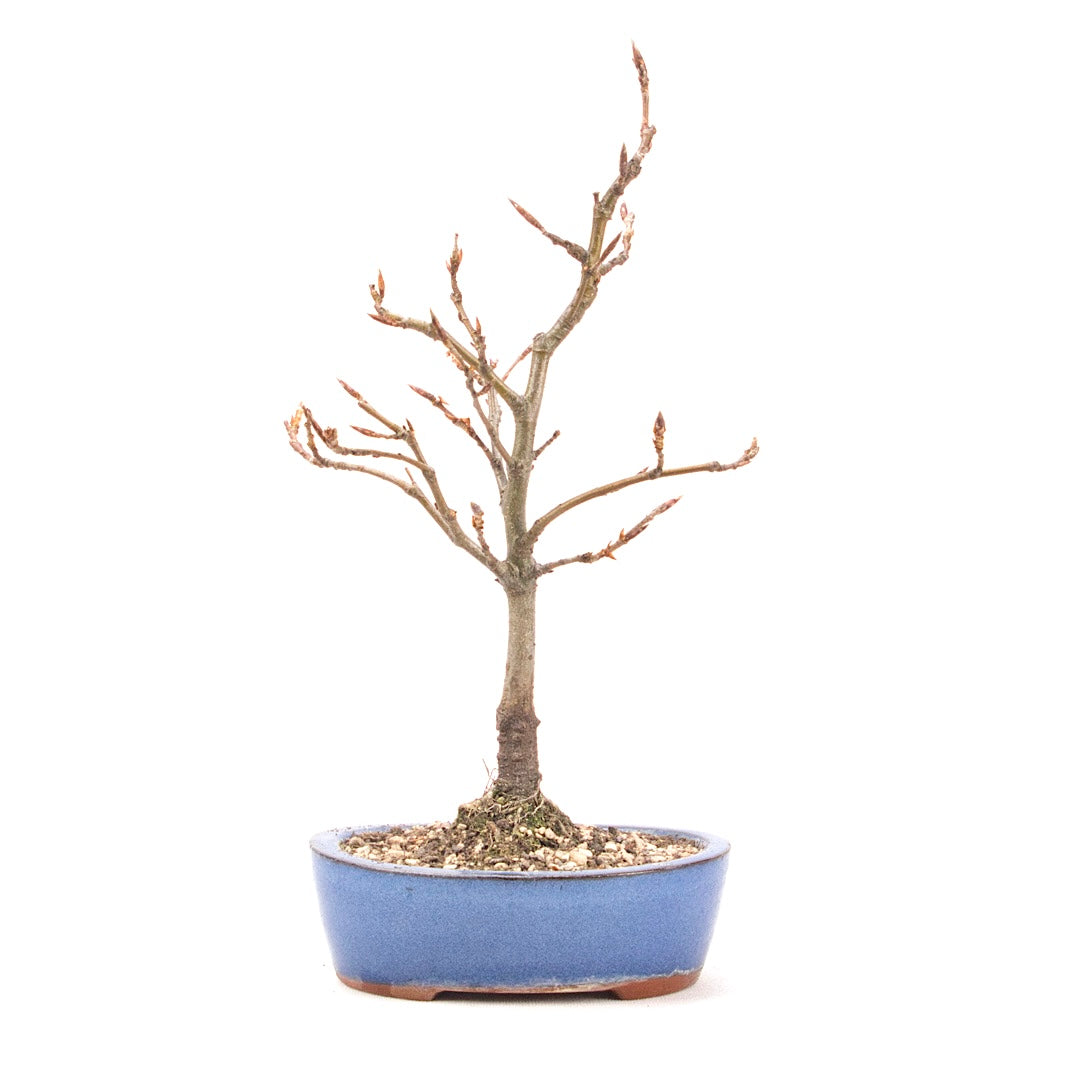 Rotbuche 'Fagus sylvatica'