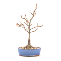 Rotbuche 'Fagus sylvatica'