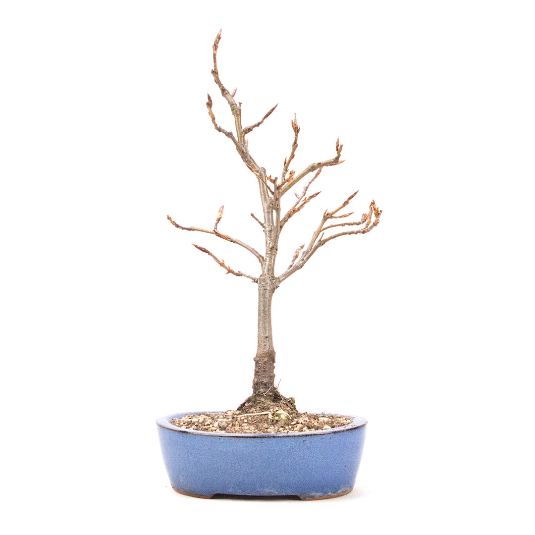 Rotbuche 'Fagus sylvatica'