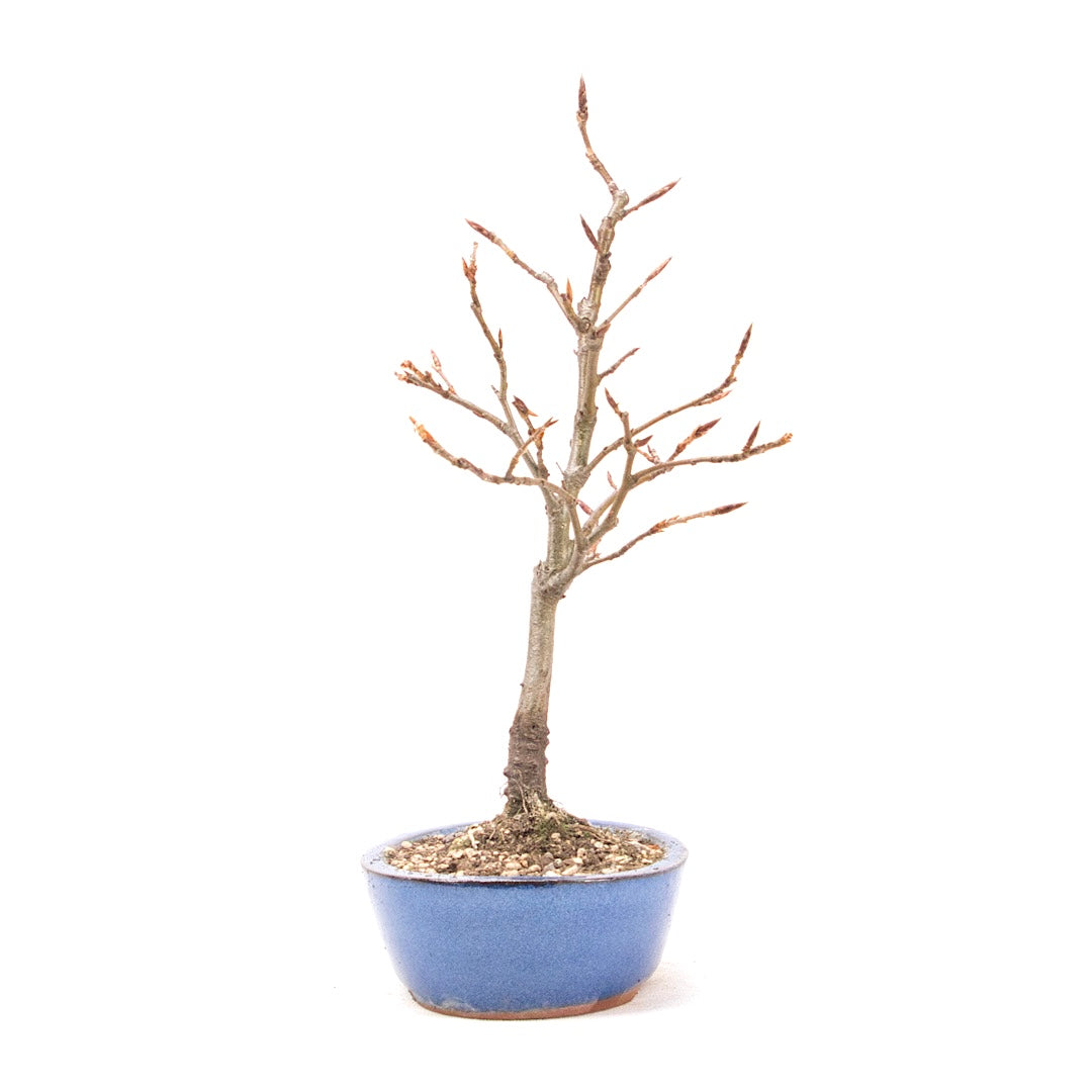 Rotbuche 'Fagus sylvatica'