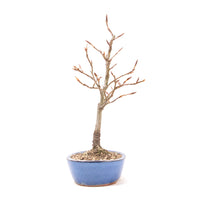 Rotbuche 'Fagus sylvatica'