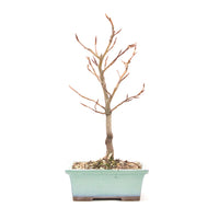 Rotbuche 'Fagus sylvatica'