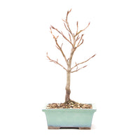 Rotbuche 'Fagus sylvatica'