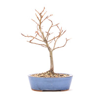 Rotbuche 'Fagus sylvatica'