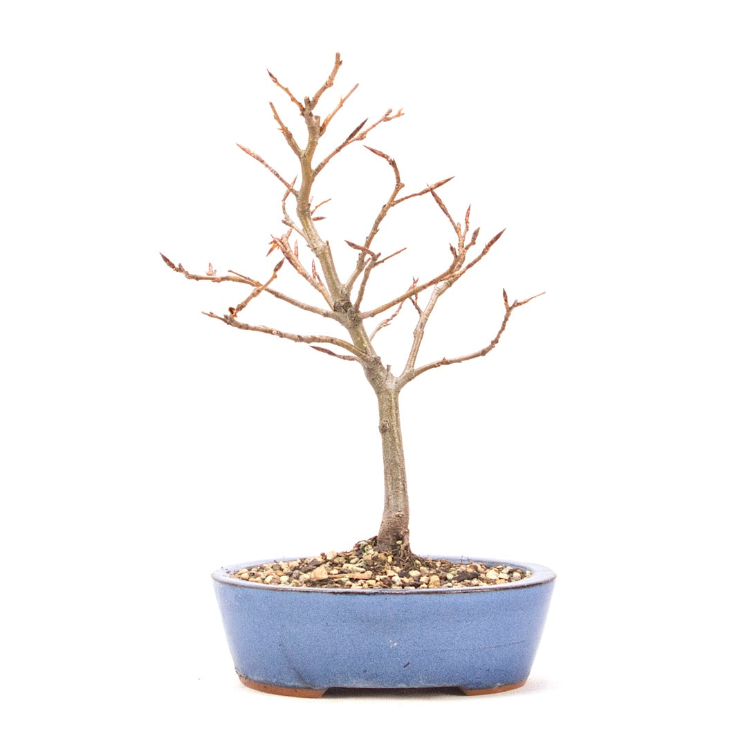 Rotbuche 'Fagus sylvatica'