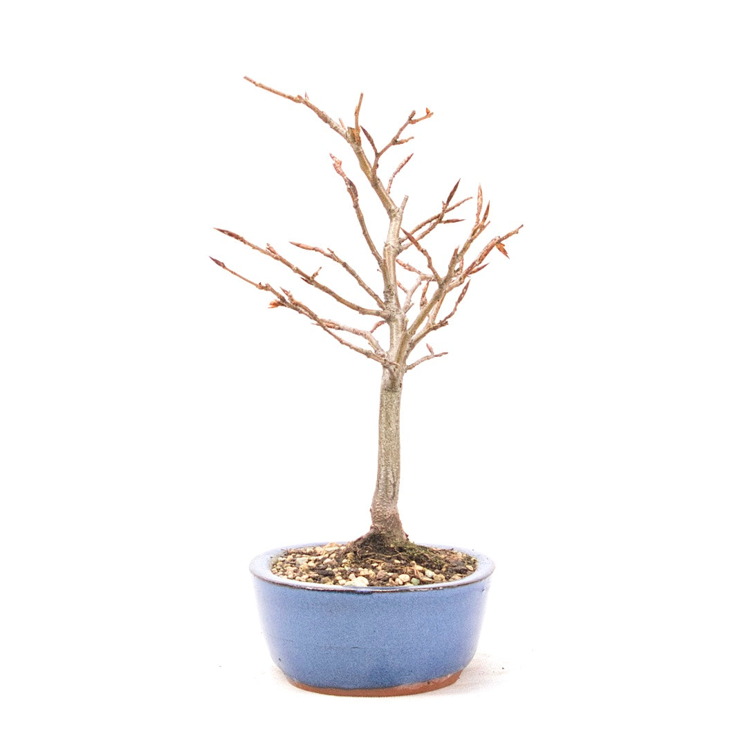 Rotbuche 'Fagus sylvatica'