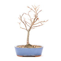 Rotbuche 'Fagus sylvatica'