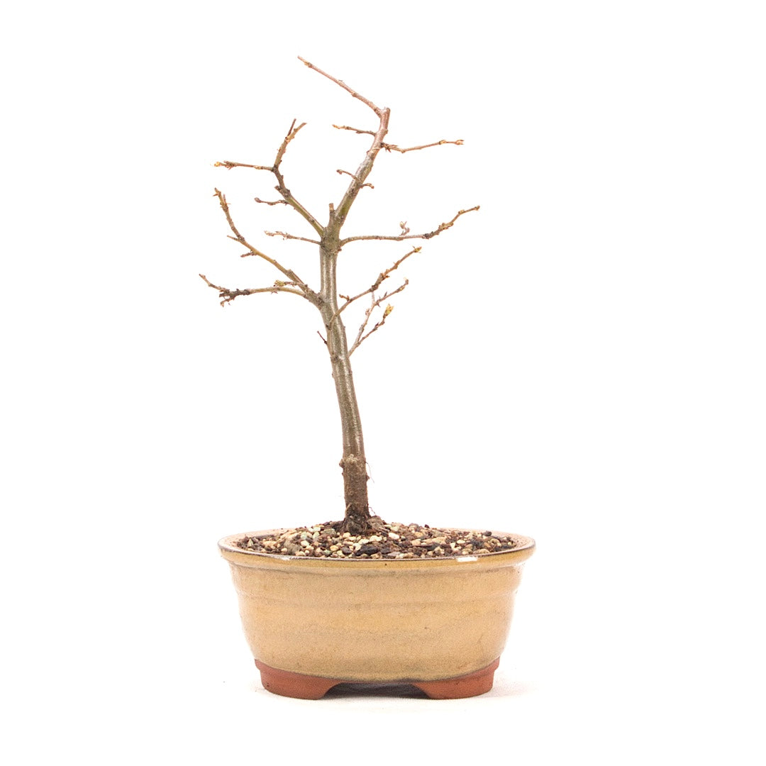 Hainbuche 'Carpinus betulus`